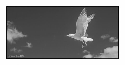 In-Flight-copy2 - Copy.jpg