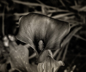 Purple Arum b&w (1 of 1).jpg