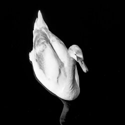 bwswan.jpg