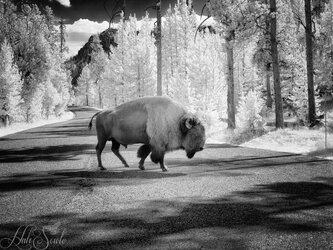 2015_09_13_Yellowstone-10094-Edit1000.jpg