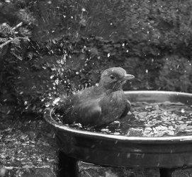 bath bw 900.jpg