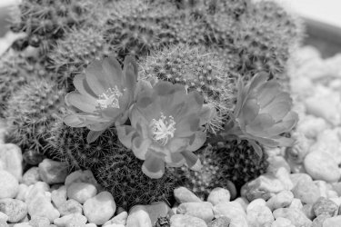 JNA_0001 (3)_3_DxO.jpg JNA_0001 (3)_3_DxO.jpg