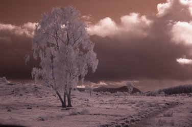 DSC_0169tree.JPG DSC_0169tree.JPG