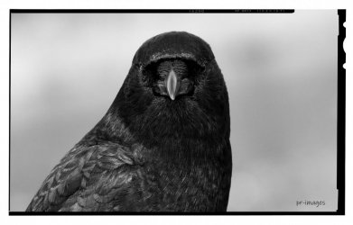 Crow black and white (1).JPG