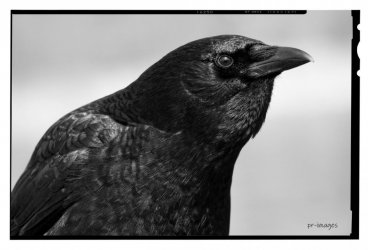 Crow black white burnaby lake (2).JPG