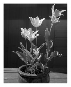 Tulips 10x8.jpg