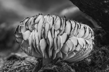 _DSC0699-Edit-with vignette.jpg