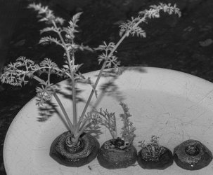 Carrot Tops resurgence of life.jpg