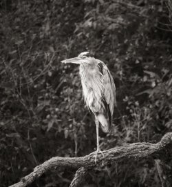 Heron_1_Cropped_Mono_Web.jpg