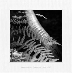 Images_from_a Woodland_Walk_Fern.jpg