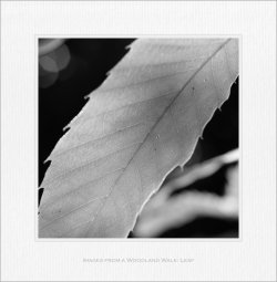 Images_from_a_woodland_walk_Leaf.jpg