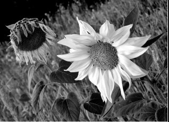 DSC_2613.NEF.jpg