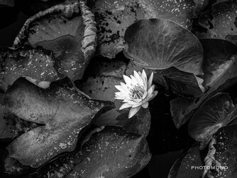 Water Flower BW-SIG-1200.jpg