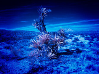 Mojave NP Joshua Tree comp .jpg