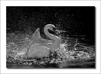 Splish Splash.jpg