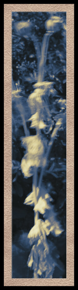 DSC_9290_Impermanence_iii.jpg
