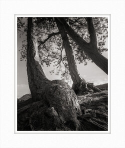 Shape and texture.jpg