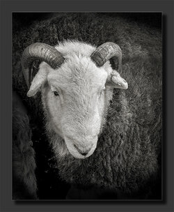White Face Herdwick Ram.jpg