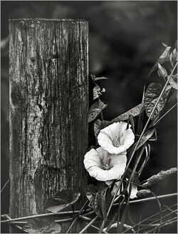 convolvulus Mono 2.jpg