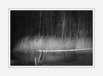 Sprotbrough Flash Water Reeds (Mounted).jpg