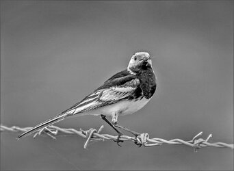 Pied Wagtail.jpg
