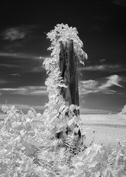 Dead_Tree_1_IR_Web.jpg