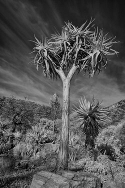 Tree IR-.jpg