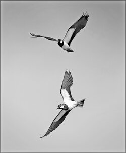 Lapwing Pair 2.jpg