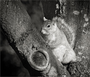 Squirrel 1.jpg
