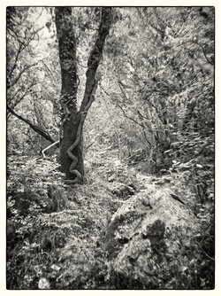 Snakewood 20x26cm.jpg