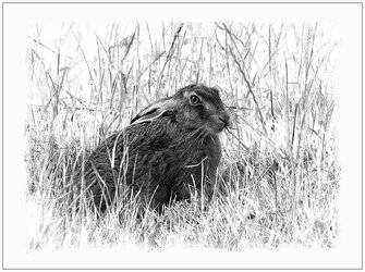 March Hare 2 Mono.jpg