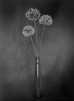2023-5 Alliums, Jessops-Efke paper EI6, MGdev, Horseman L45, 054.jpg