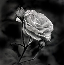 Rose.jpg