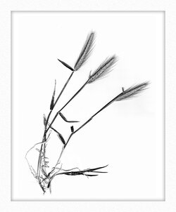 Grass scan 2003 B&W mounted.jpg Grass scan 2003 B&W mounted.jpg