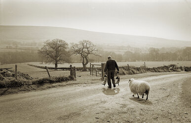carrying the lambs out.jpg