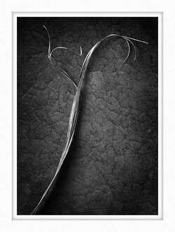 _8301682 Tatty leaf v2 mounted.jpg _8301682 Tatty leaf v2 mounted.jpg