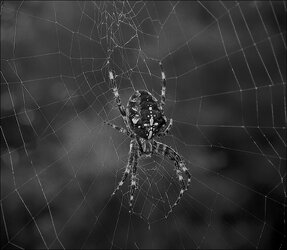 Garden Cross Spider copy.jpg