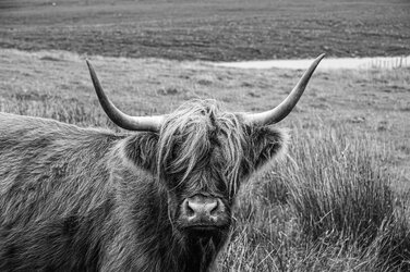 DSC_5215 Bad hair day (B&W).jpg