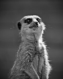 Meerkat-2-B&W.jpg