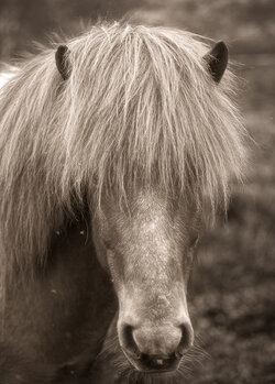 Horse_5_Mono_Web-2 copy.jpg